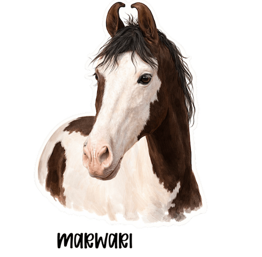 Rare Horse Breeds Sticker Collection – 9 Hard‑to‑Find Favorites - Music City Acrylics