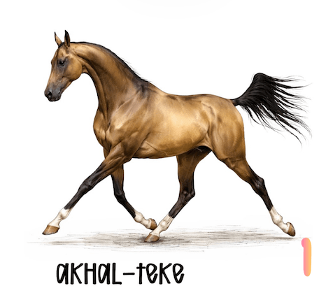 Rare Horse Breeds Sticker Collection – 9 Hard‑to‑Find Favorites - Music City Acrylics